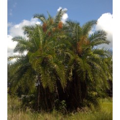 Reclinata Palm 20' Overall Height